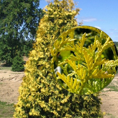 Thuja occidentalis 'Aurea' - Harilik elupuu 'Aurea' C12/12L